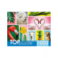 Фото товара - ПазлыTOPpuzzle 1000 дет. Модный коллаж ГИТП1000-4137, (Рыжий кот)