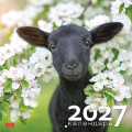Фото товара - Календарь перекидной настенный 2027 г. 30х30 см ЭКОНОМ 6л "Знак Года" (096150) 36886 Хатбер