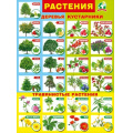 Фото товара - 071325 Плакат "Растения" (600*440мм, текст), (МирПоздр)