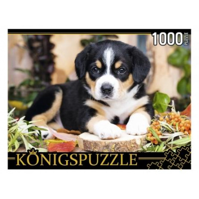 Большое фото товара - ПазлыKONIGSPUZZLE 1000 дет. Щенок швейцарского зенненхунда ШТK1000-0645, (Рыжий кот), 11-185133. Вариант №1