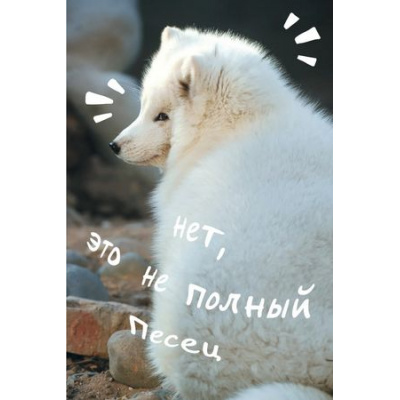 Большое фото товара - Записная книжка А5  80л клетка "Песец" КЗ5803979 Listoff, 12-186879. Вариант №1