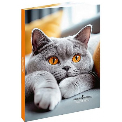 Большое фото товара - Записная книжка А5 120л "СЕРЫЙ ПУШИСТЫЙ КОТИК - 2" 120-8611 Проф-Пресс, 12-211124. Вариант №1