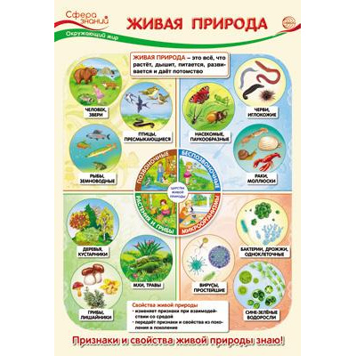 Большое фото товара - Плакат Окружающий мир в начальной школе. Живая природа (А3, текст) (ПО-13538), (Сфера), 13-1006565. Вариант №1