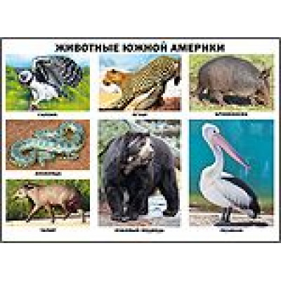 Большое фото товара - Плакат Животные Южной Америки (А2), (Проф-Пресс, 2016), Л, c.1, 13-565933. Вариант №1
