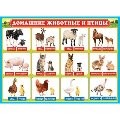 Большое фото товара - 002289 Плакат "Домашние животные и птицы" (697*505мм, текст), (МирОткр), 13-596883. Вариант №1