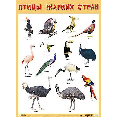 Большое фото товара - НаглядныеПособия Плакат. Птицы жарких стран (440*590мм), (Мозаика-Синтез, 2022), Л, 13-656150. Вариант №1