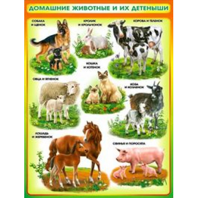 Большое фото товара - P2192 Плакат "Домашние животные и их детеныши" (А2, текст), (ФДА), 13-670654. Вариант №1