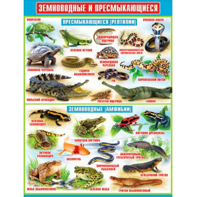 Большое фото товара - P2195 Плакат "Земноводные и пресмыкающиеся" (А2, текст), (ФДА), 13-752005. Вариант №1