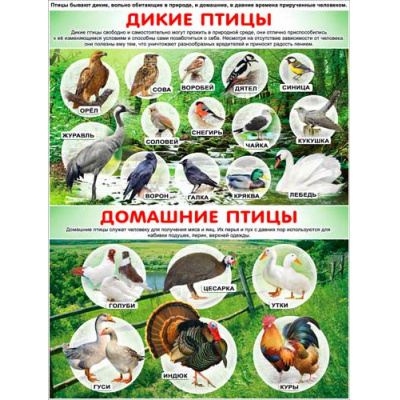 Большое фото товара - P2187 Плакат "Дикие и домашние птицы" (А2, текст), (ФДА), 13-814503. Вариант №1