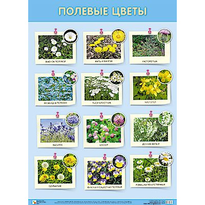 Большое фото товара - НаглядныеПособия Плакат. Полевые цветы (440*590мм), (Мозаика-Синтез, 2022), Л, 13-895149. Вариант №1