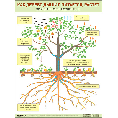 Большое фото товара - НаглядныеПособия Плакат. Как дерево дышит, питается, растет (440*590мм), (Мозаика-Синтез, 2023), Л, 13-917703. Вариант №1