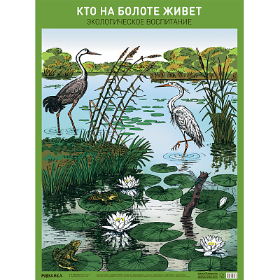 Большое фото товара - НаглядныеПособия Плакат. Кто на болоте живет (А2), (Мозаика-Синтез, 2022), Л, 13-917706. Вариант №1