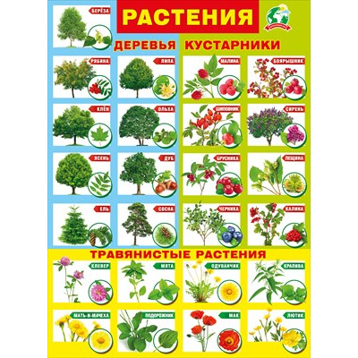 Большое фото товара - 071325 Плакат "Растения" (600*440мм, текст), (МирПоздр), 13-963890. Вариант №1