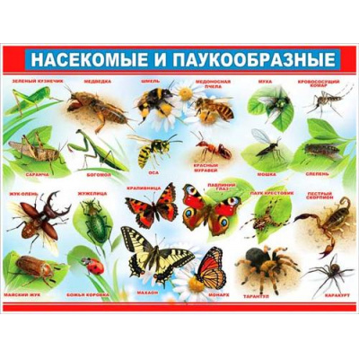 Большое фото товара - P2197 Плакат "Насекомые и паукообразные" (595*450мм, текст), (ФДА), 13-967875. Вариант №1